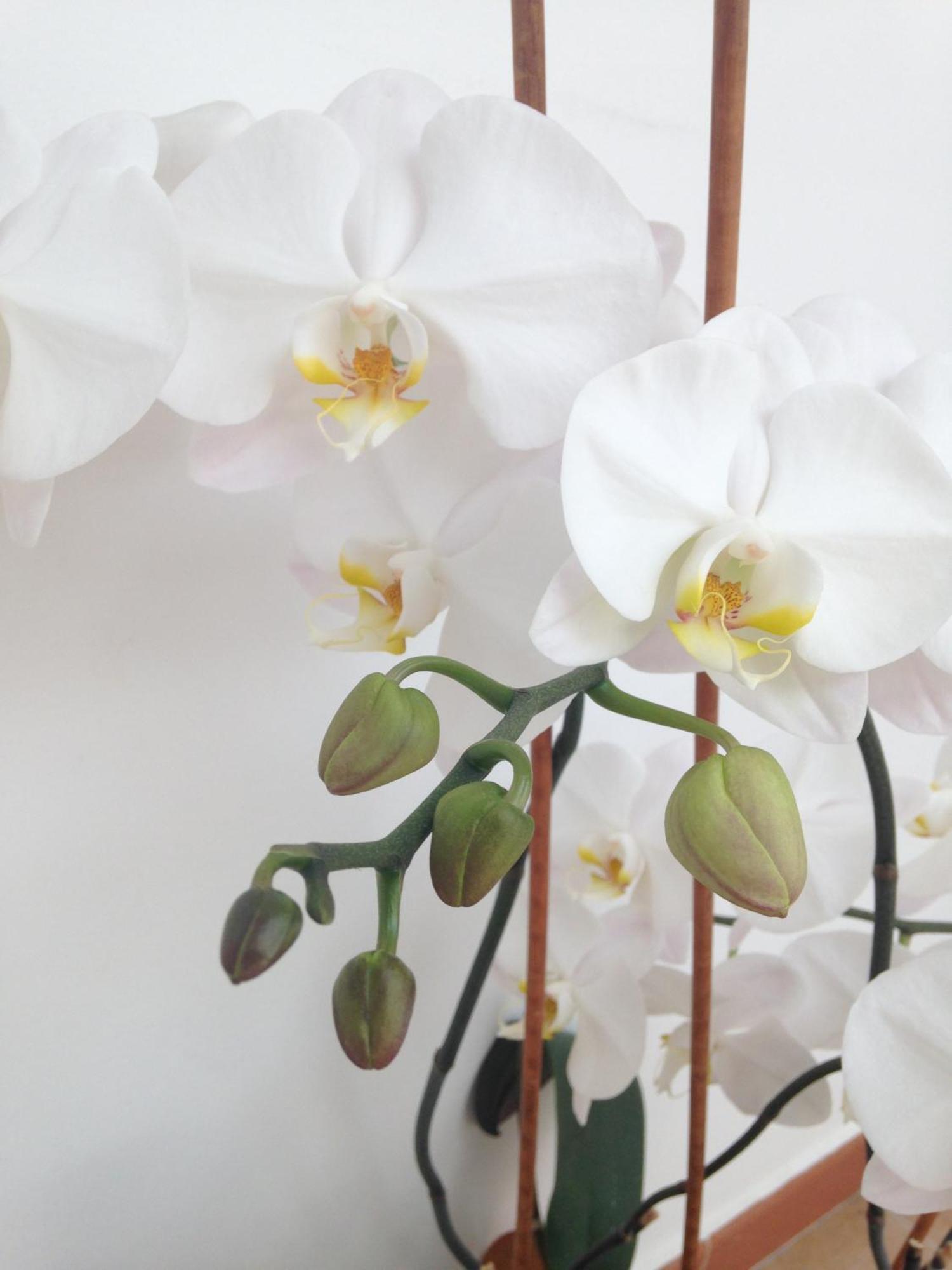 Bed And Breakfast Charming House บาร์เลตตา ห้อง รูปภาพ